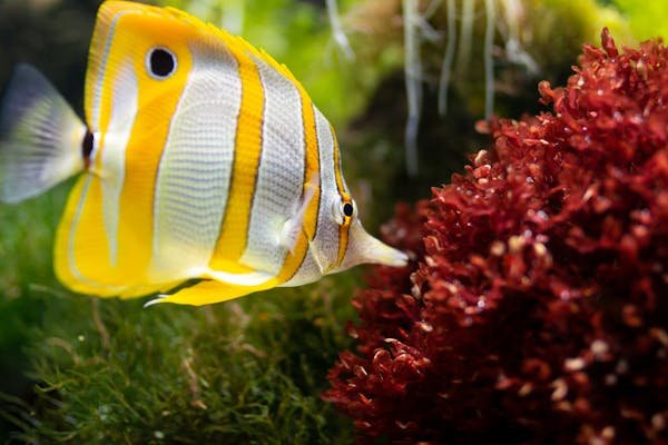 Découvrez les meilleurs aquariums à Metz pour vos poissons !